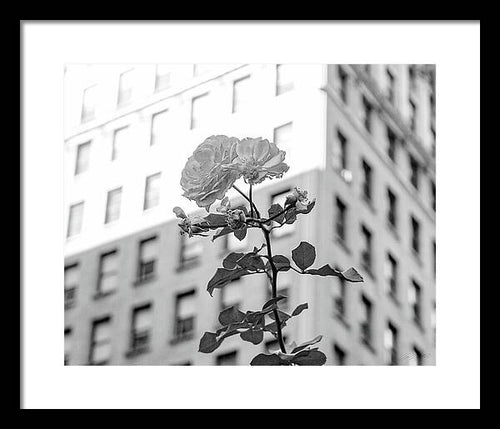 ZPG FAP-A Flower Grows in Brooklyn - 1