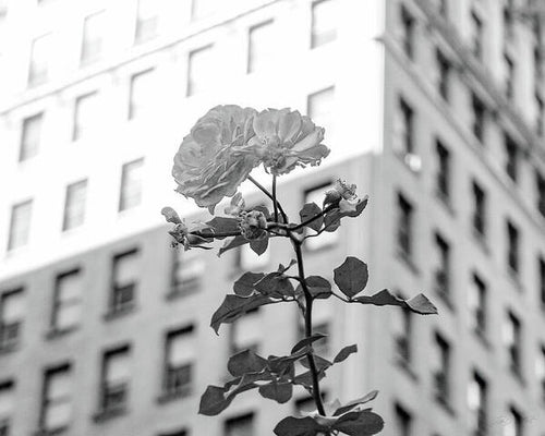 ZPG FAP-A Flower Grows in Brooklyn - 2